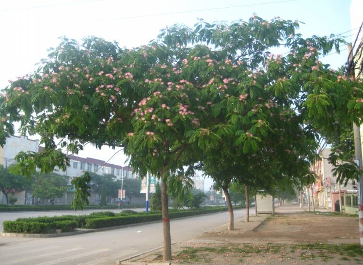 合歡樹為什么稱為鬼樹？
