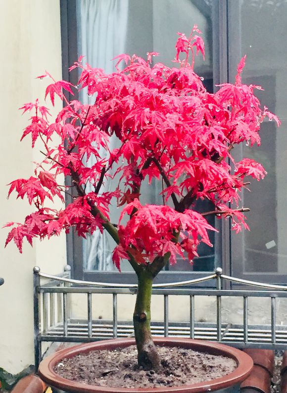 日本紅楓