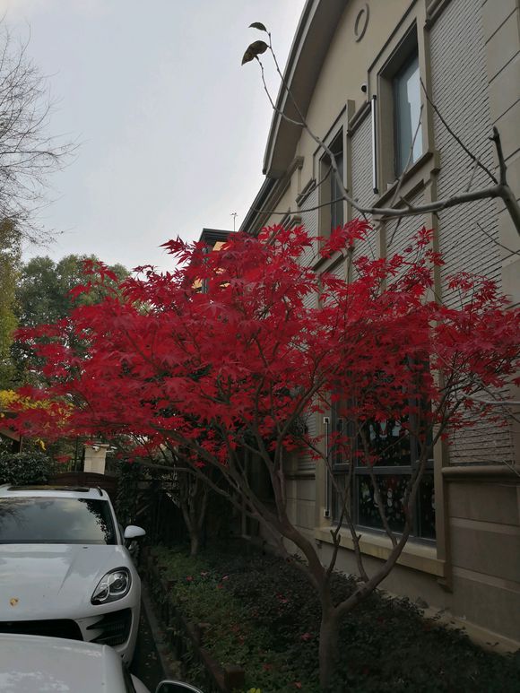 日本紅楓