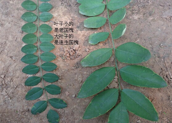 洋槐和國槐的區別圖文介紹