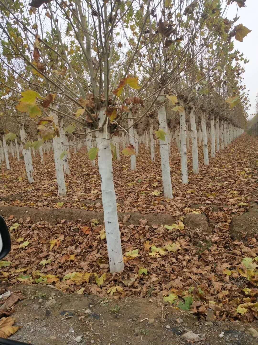 法桐葉子突然發黃干枯什么原因