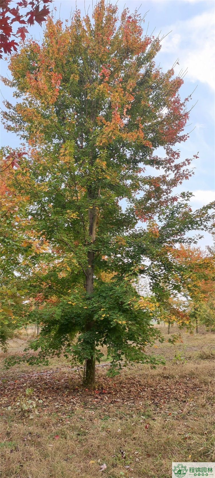 美國紅楓