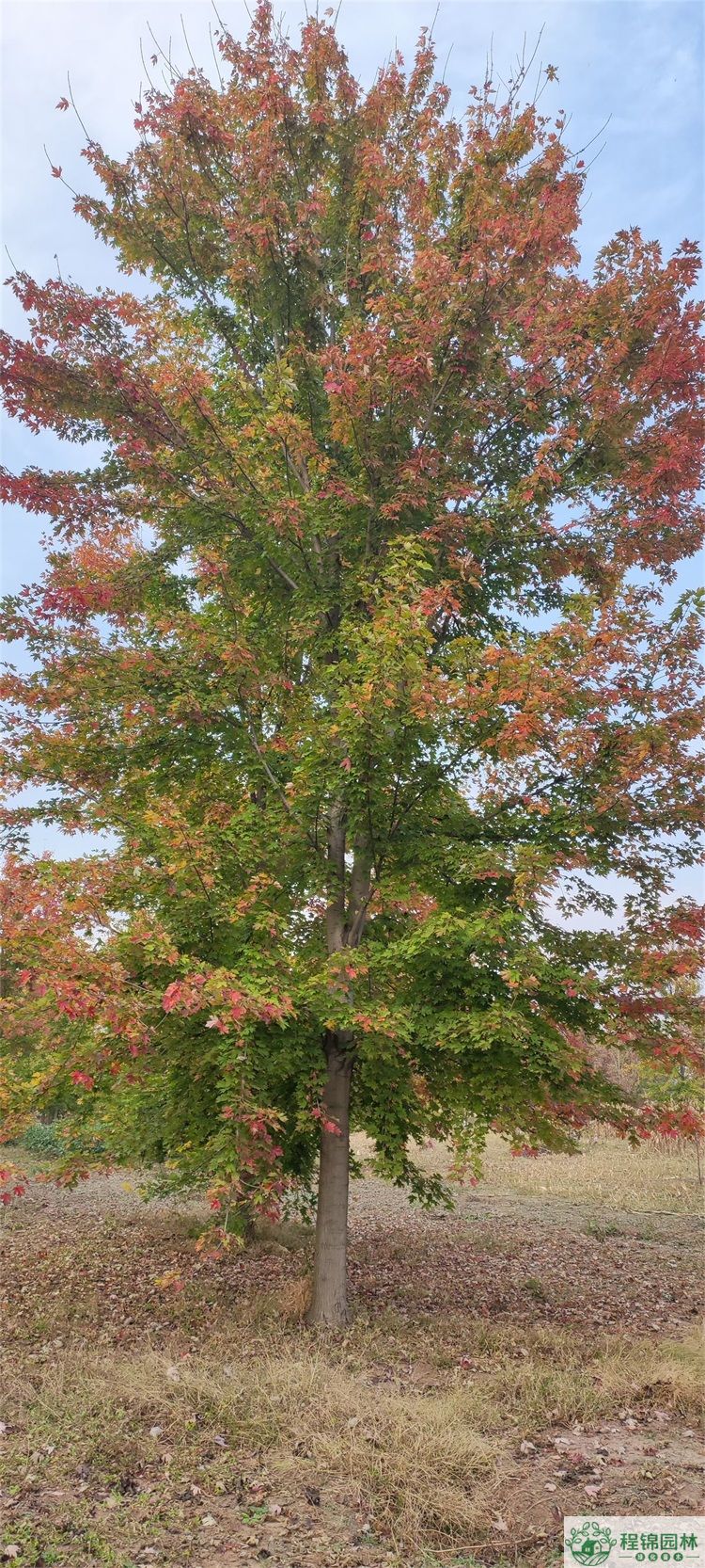 美國紅楓