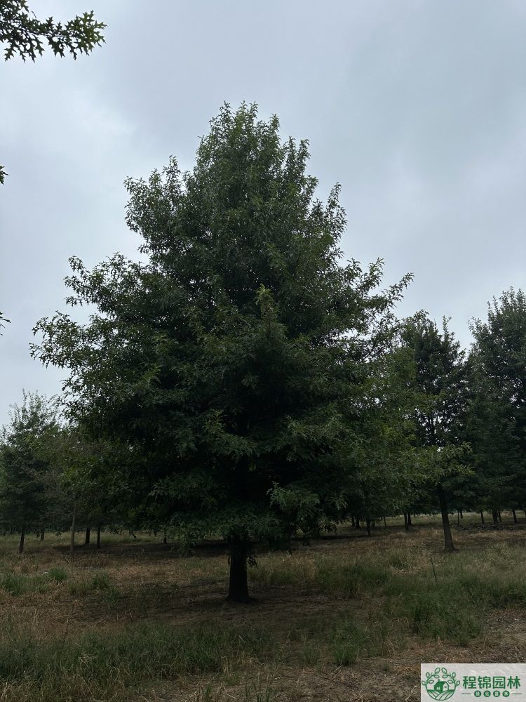 娜塔櫟是落葉植物還是常綠植物，種植優勢有哪些