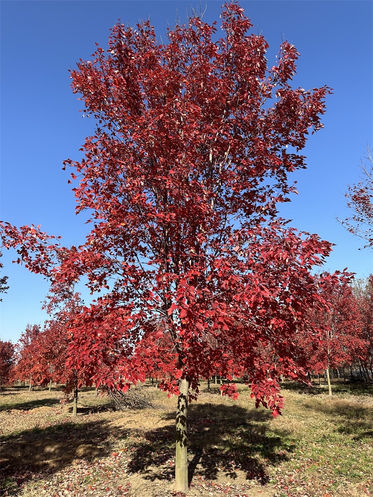美國紅楓中最好品種---紅冠紅楓