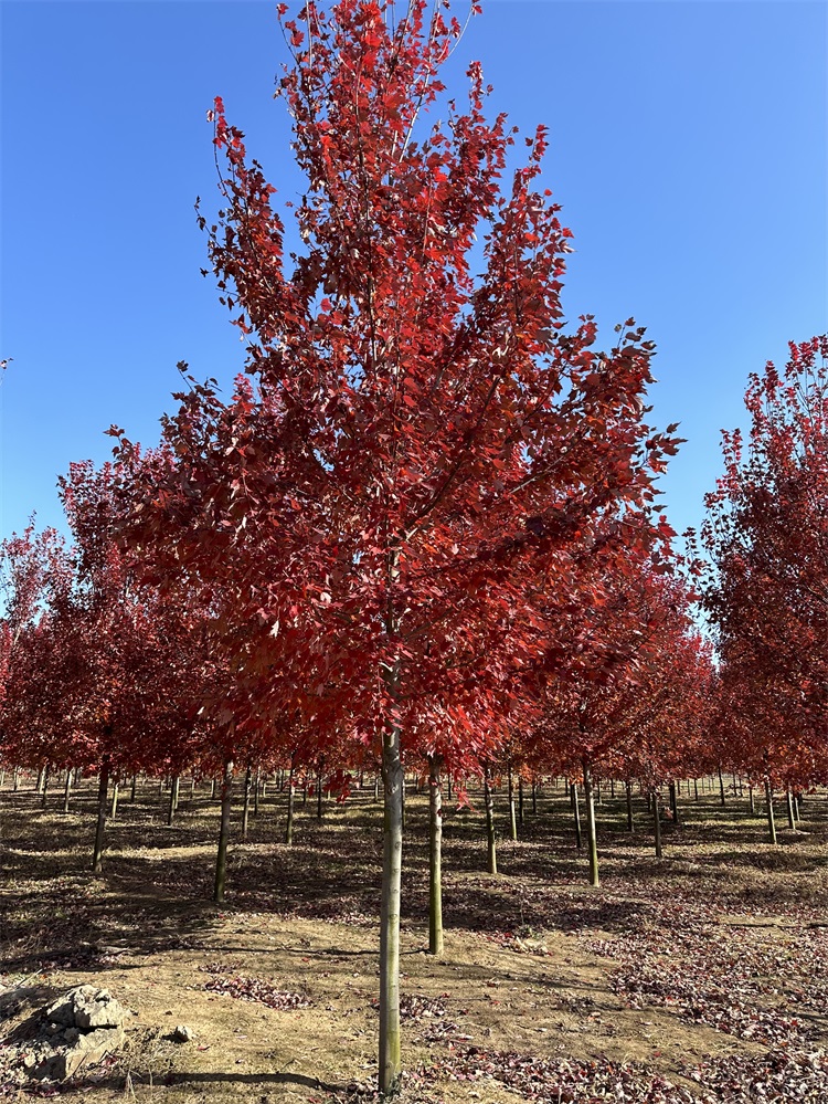 美國紅楓耐寒嗎？適合東北栽種嗎