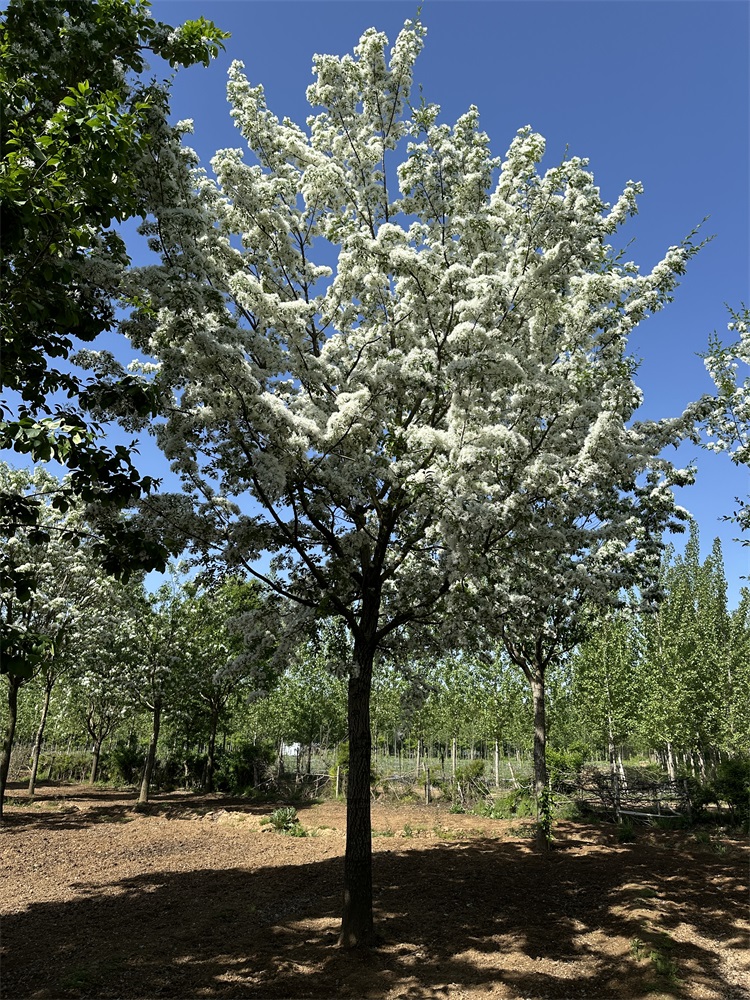 流蘇樹耐寒嗎？適合北方種植嗎